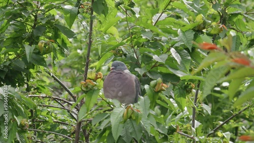 Wild wood pigeon sitting perched high up in a sycamore tree in the UK countryside