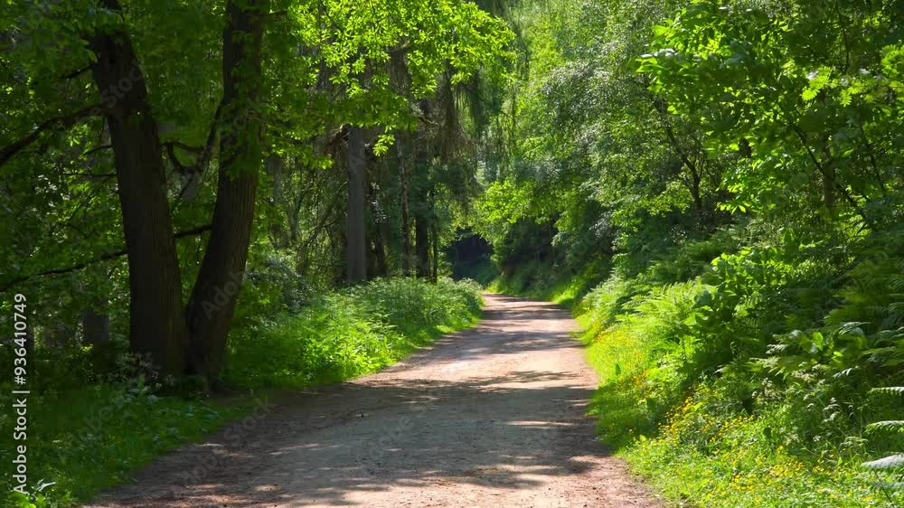 Cyclist traveling along a forest woodland trail. Summer woodland scene. Wyming Brook