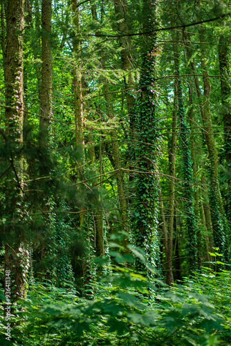 Ivy (Hedera Helix) plant climbing up tree trunk