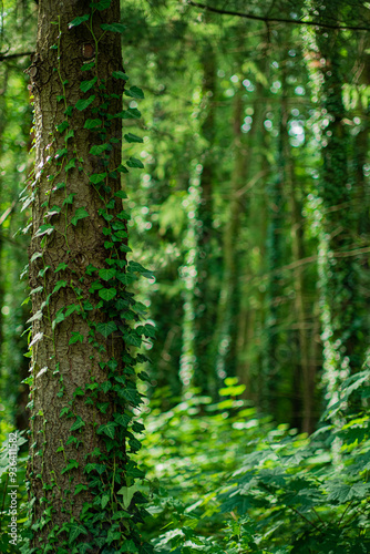 Ivy (Hedera Helix) plant climbing up tree trunk