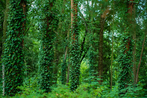 Ivy (Hedera Helix) plant climbing up tree trunk