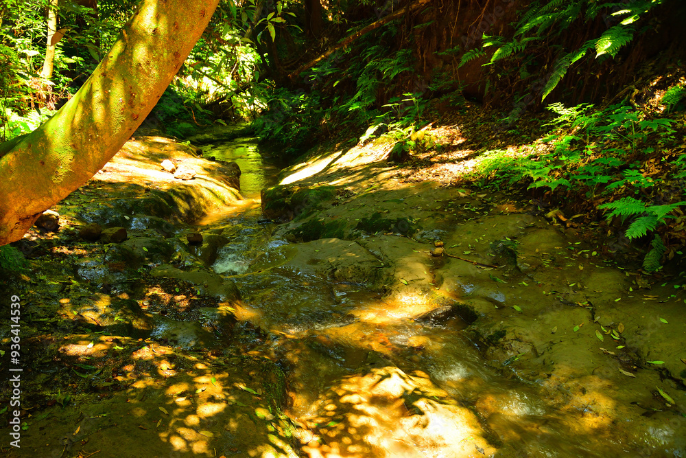 Obraz premium 陣ヶ下渓谷 神奈川県横浜市保土ヶ谷区 