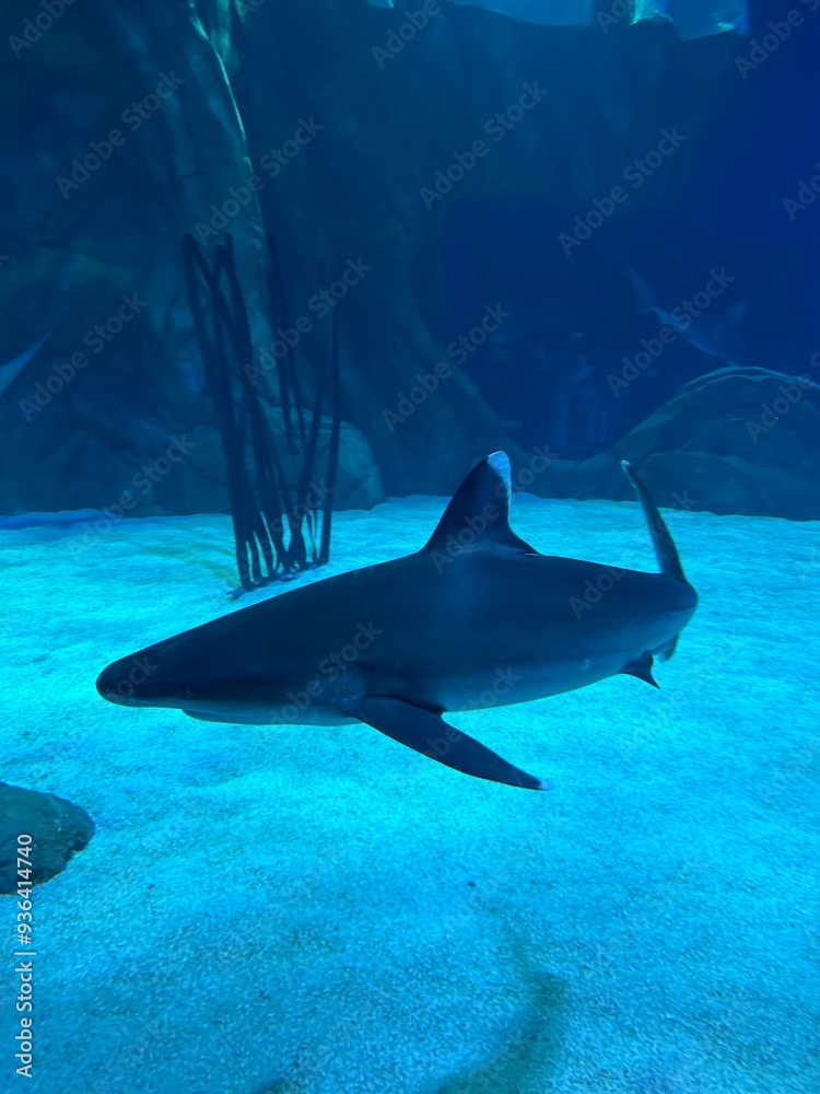 Fototapeta premium shark in aquarium