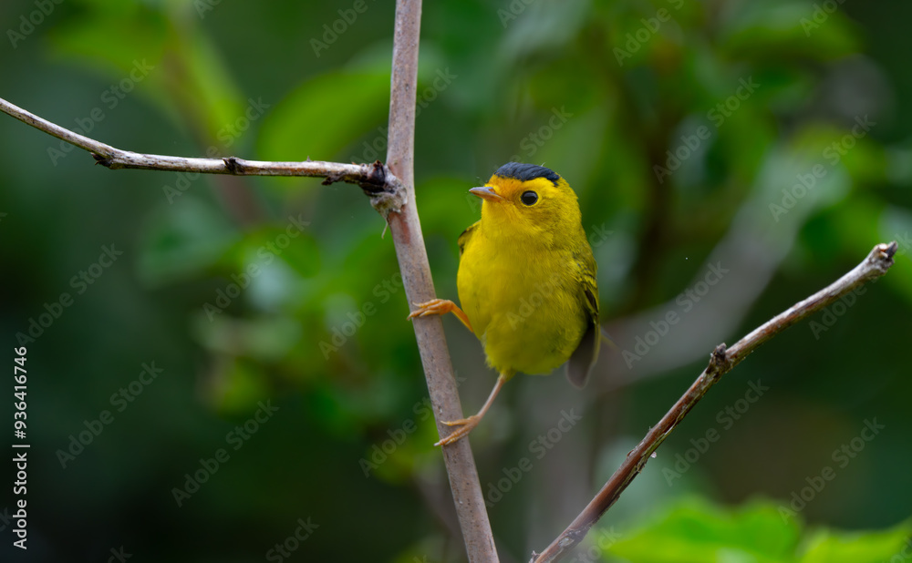 Wilson's Warbler Peeks Shyly From Behind Branches Wilson's Warbler Peeks Shyly From Behind Branches