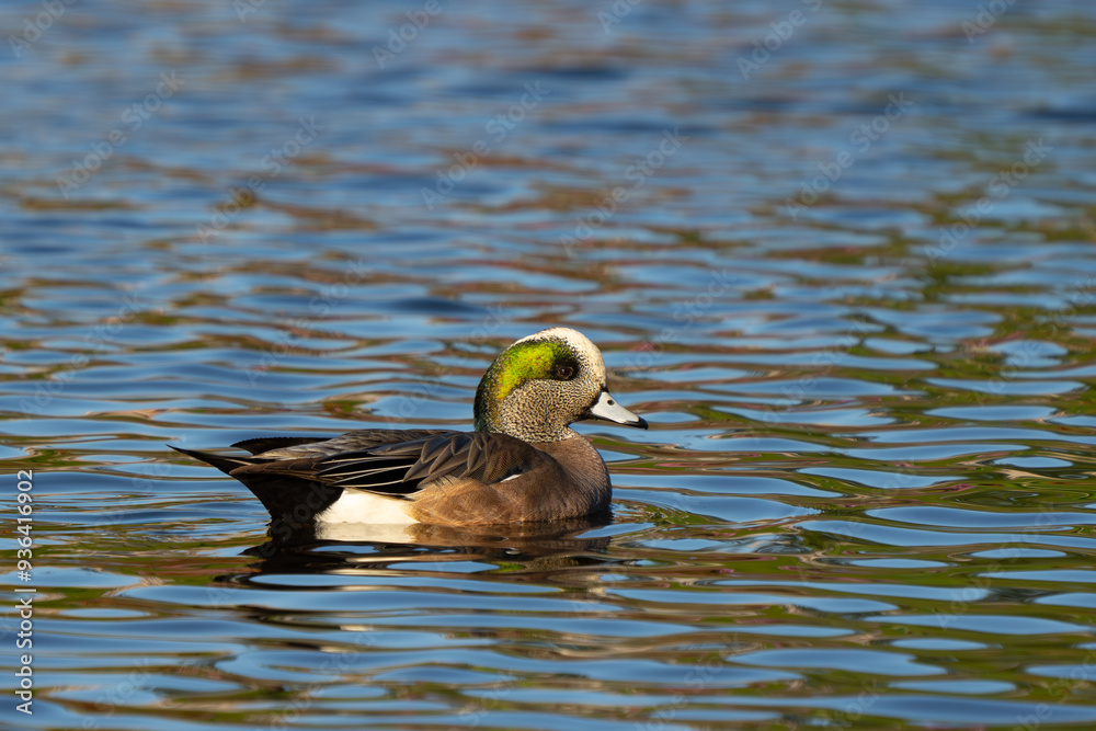 Beautiful Male Wigeon Duck Swimming on Dappled Water Beautiful Male Wigeon Duck Swimming on Dappled Water