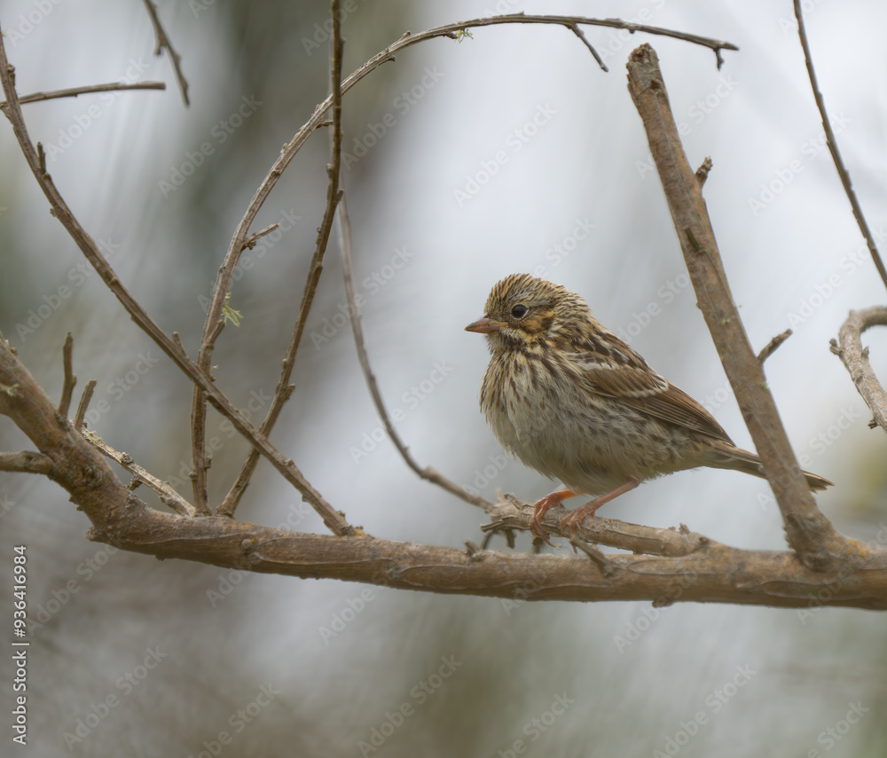 Savannah Sparrow Rests on Bare Branches Savannah Sparrow Rests on Bare Branches