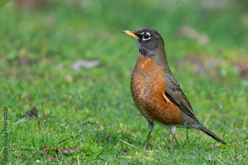 American Robin Collecting Meal for Nestlings