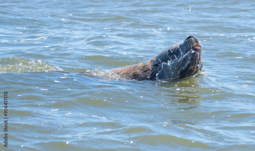 Fototapeta premium California Sea Lion Takes a Watery Breath