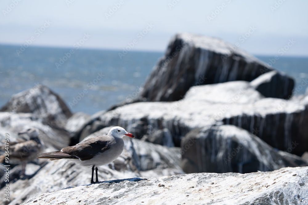 Heermann's Gull on a Rocky Beach Outcropping Heermann's Gull on a Rocky Beach Outcropping