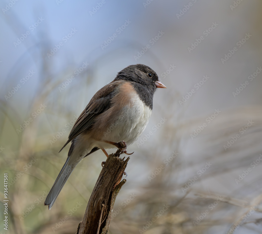 Fototapeta premium Beautiful Dark-Eyed Junco Singing in Springtime