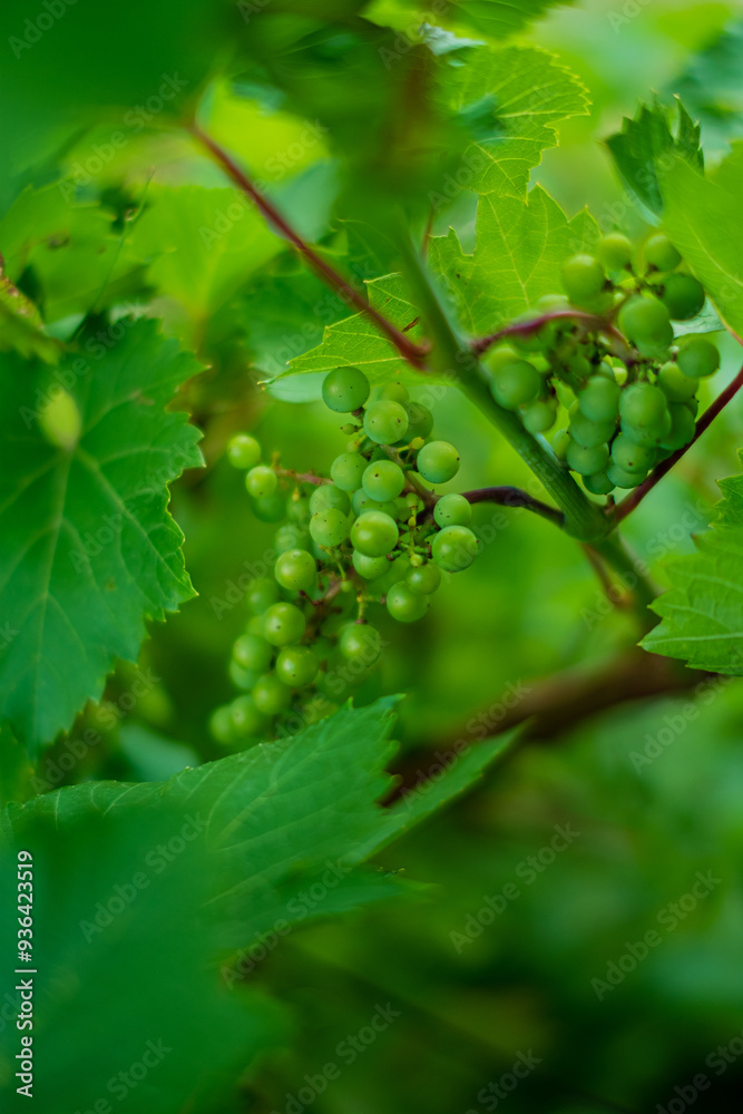 .Bunch of green grapes on the bush .Bunch of green grapes on the bush