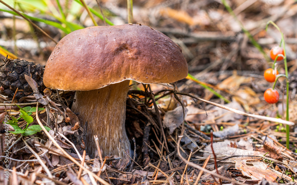 A large boletus mushroom with a brown cap and a thick stem in a forest clearing with fallen pine needles and lily of the valley berries. A large boletus mushroom with a brown cap and a thick stem in a forest clearing with fallen pine needles and lily of the valley berries.
