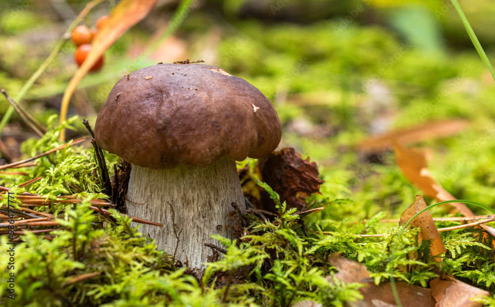 A boletus mushroom with a thick stem and a brown cap grows among green moss, fallen pine needles and leaves. A boletus mushroom with a thick stem and a brown cap grows among green moss, fallen pine needles and leaves.
