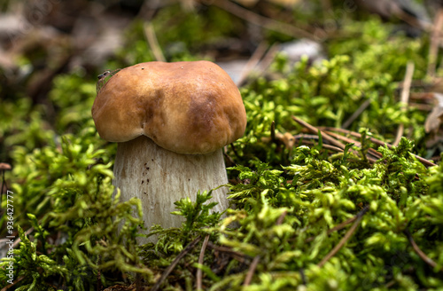 A boletus mushroom with a thick stem and a spider on its brown cap grows among moss and fallen pine needles. photo