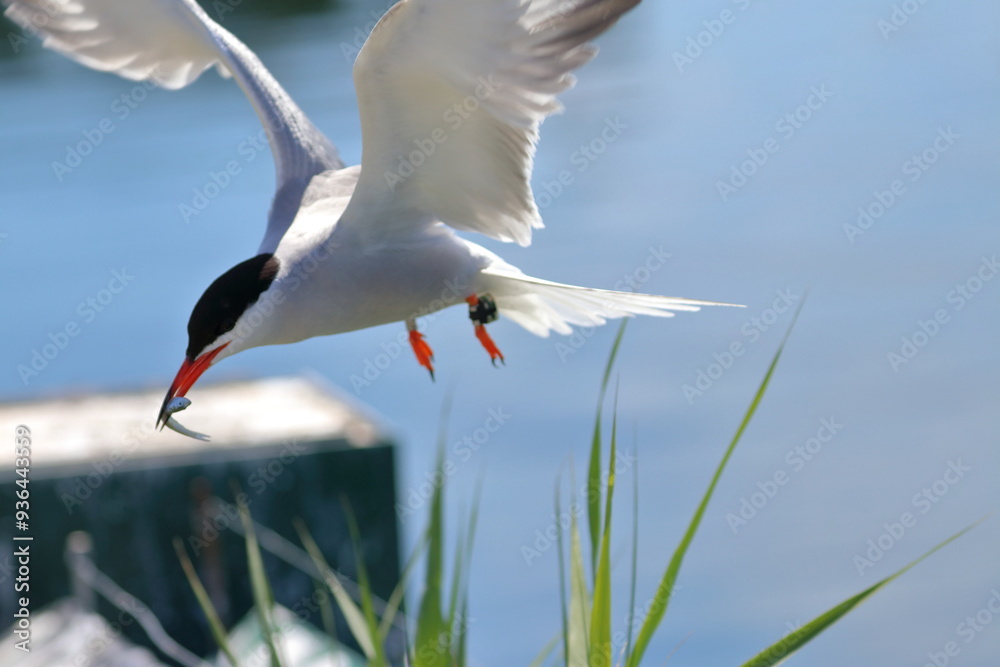 Obraz premium seabirds