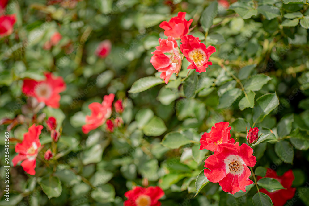 nice roses in the garden nice roses in the garden