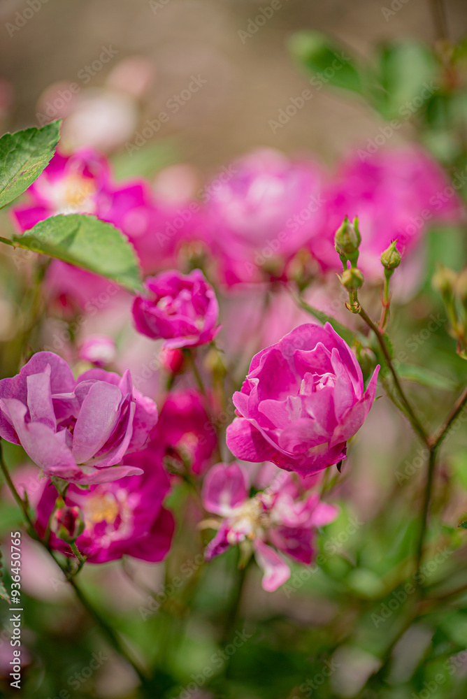 nice roses in the garden nice roses in the garden