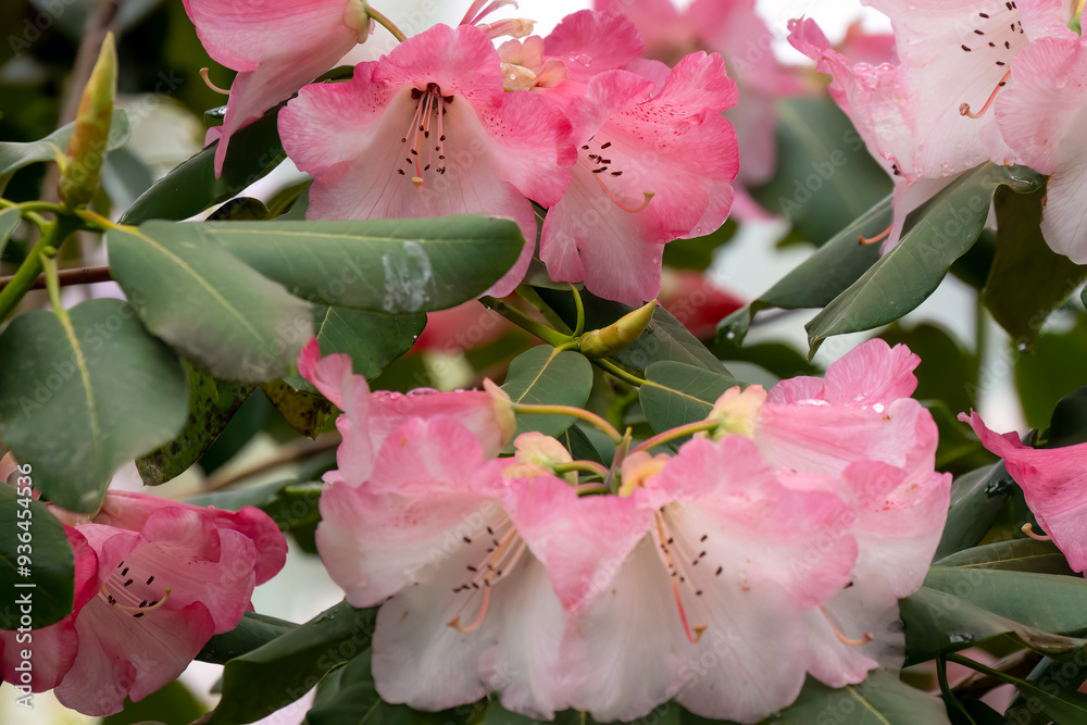 Ταπετσαρία close-up of white and blushing pink rhododendron 'Ginny Gee' flowers
