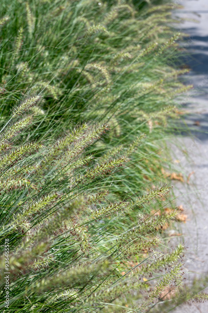 Pennisetum alopecuroides - garden decoration plant Fountain Grass Pennisetum alopecuroides - garden decoration plant Fountain Grass