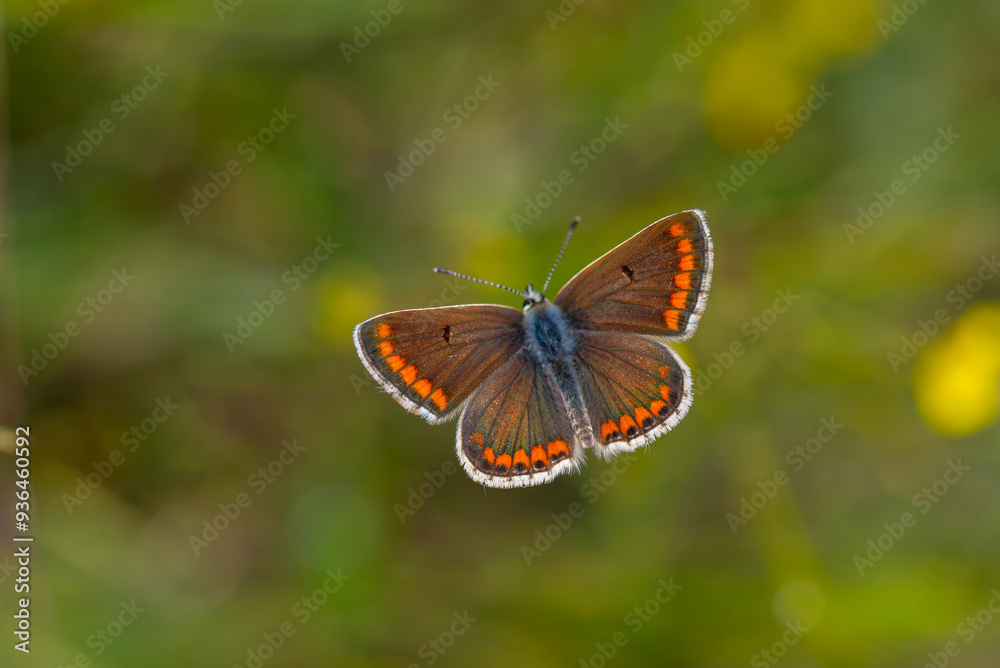 green background and tiny butterfly, Brown Argus, Polyommatus agestis green background and tiny butterfly, Brown Argus, Polyommatus agestis