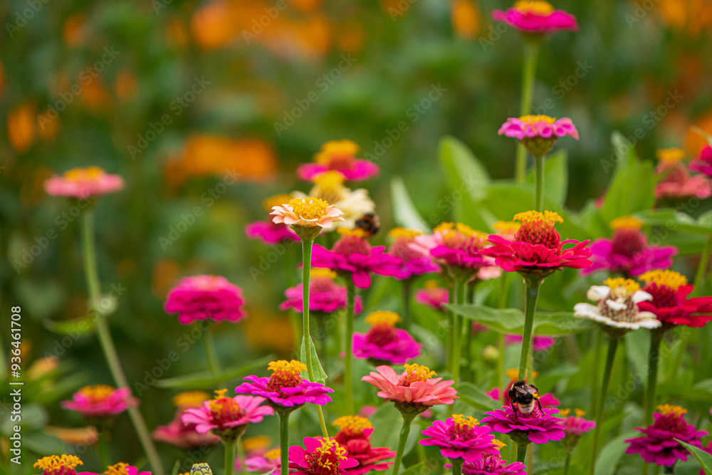 zinnai flowers in the garden zinnai flowers in the garden