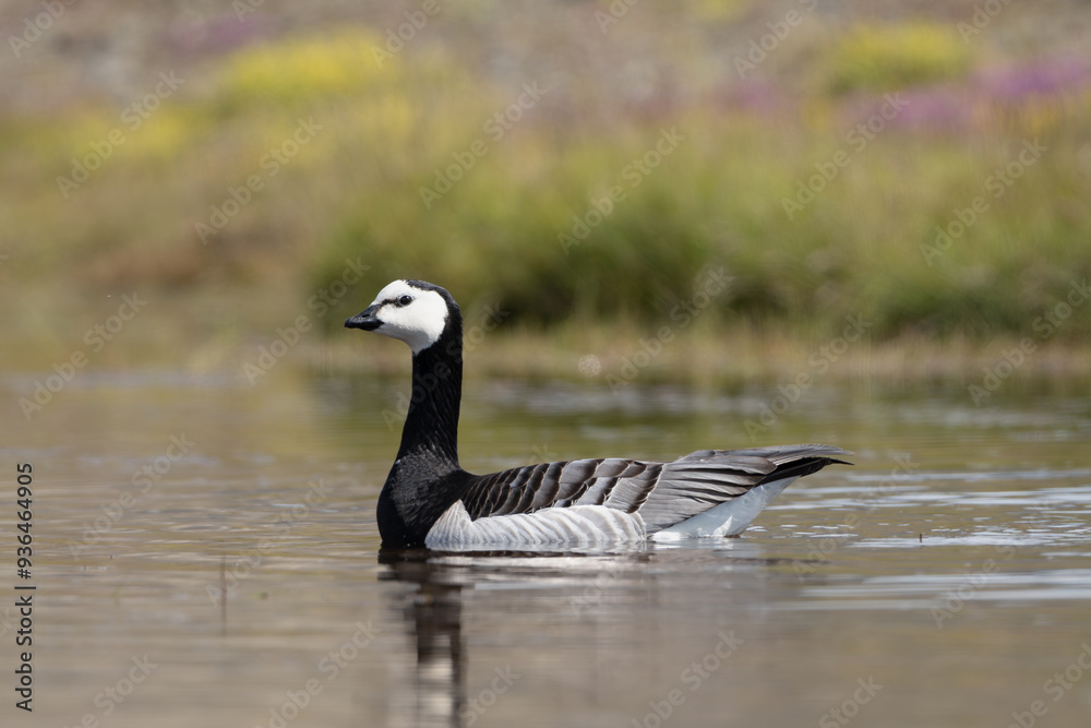 Barnacle goose - Branta leucopsis sqimming in water. Photo from Iceland. Barnacle goose - Branta leucopsis sqimming in water. Photo from Iceland.