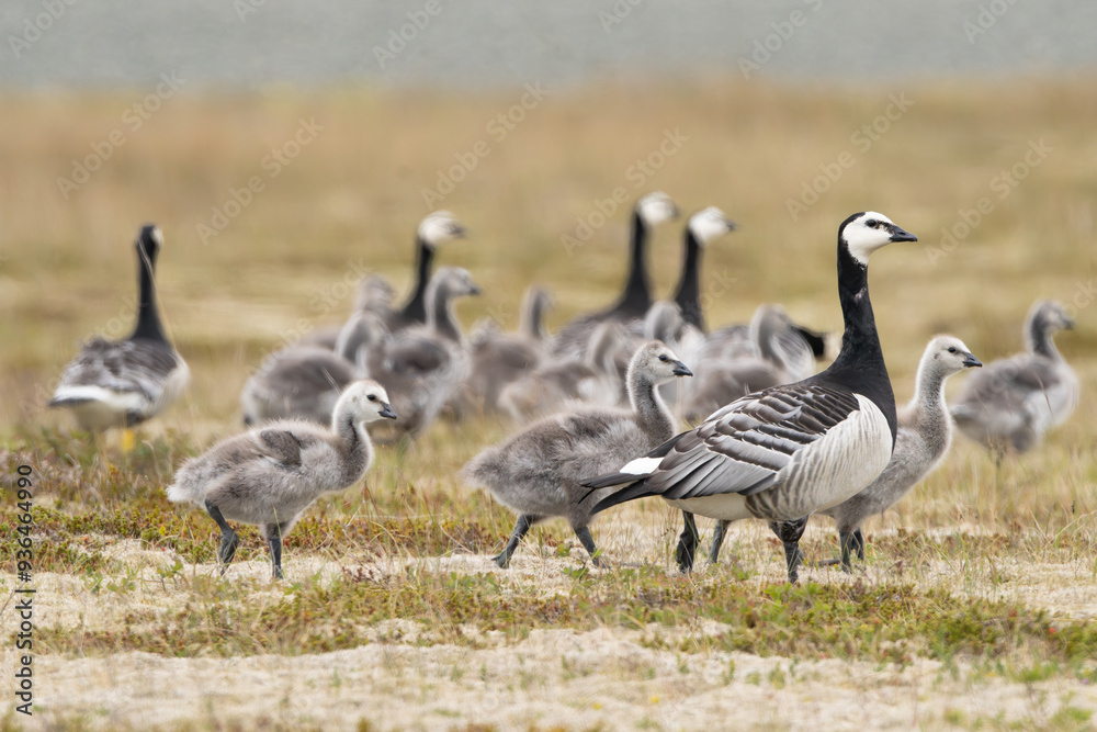 The flock of barnacle geese woth goslings - Branta leucopsis on the meadow. Phot from Iceland. The flock of barnacle geese woth goslings - Branta leucopsis on the meadow. Phot from Iceland.