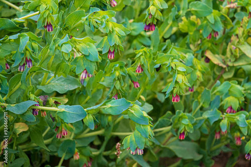 Honeywort - Cerinthe major purpurascens Purple form photo