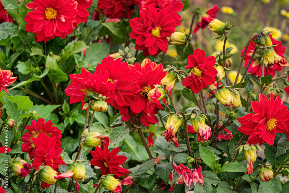 red dahlia in the garden red dahlia in the garden