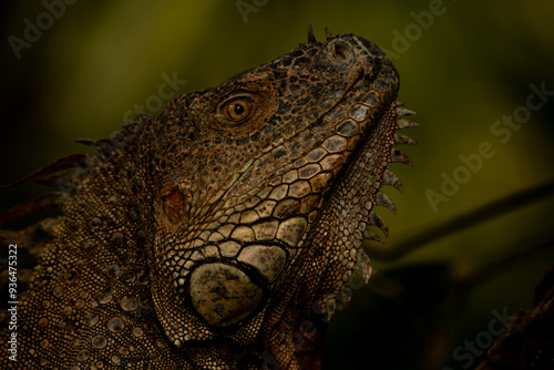iguane