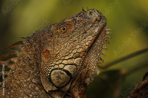 iguane