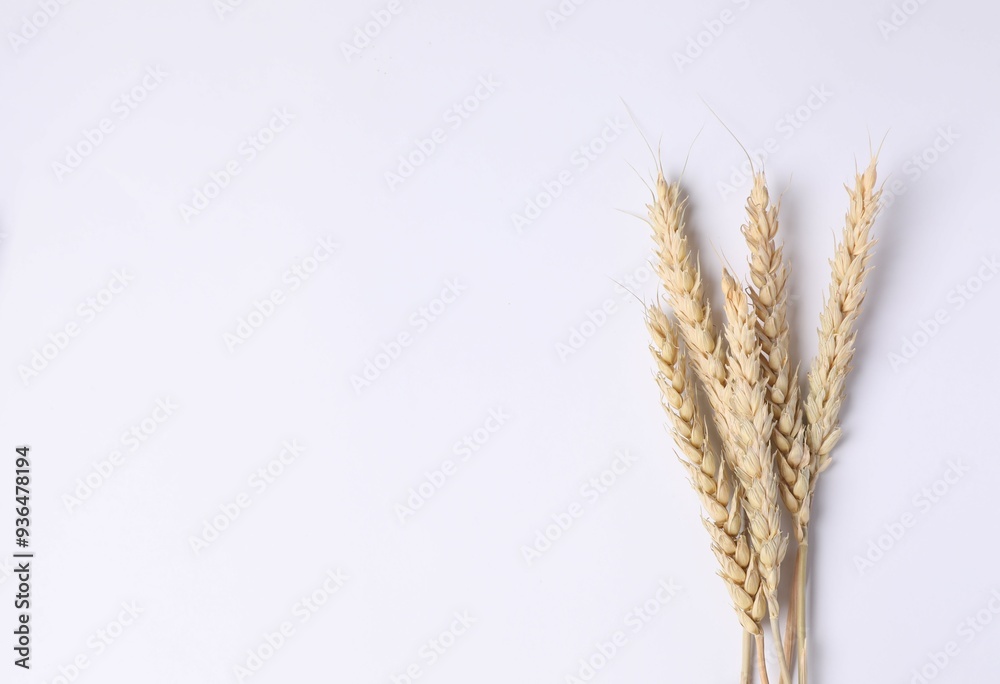 Dried wheat on a white background. Place for text, top viw Dried wheat on a white background. Place for text, top viw