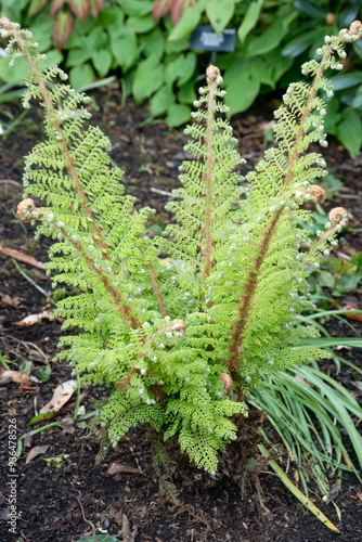 close-up of Polystichum setiferum, soft shield fern, Polystichum setiferum bulbosum, Polystichum setiferum angulare photo