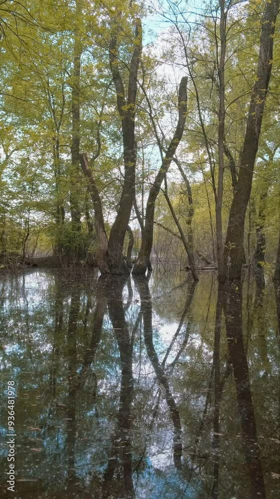 River swamp. Trees growing out of water River swamp. Trees growing out of water