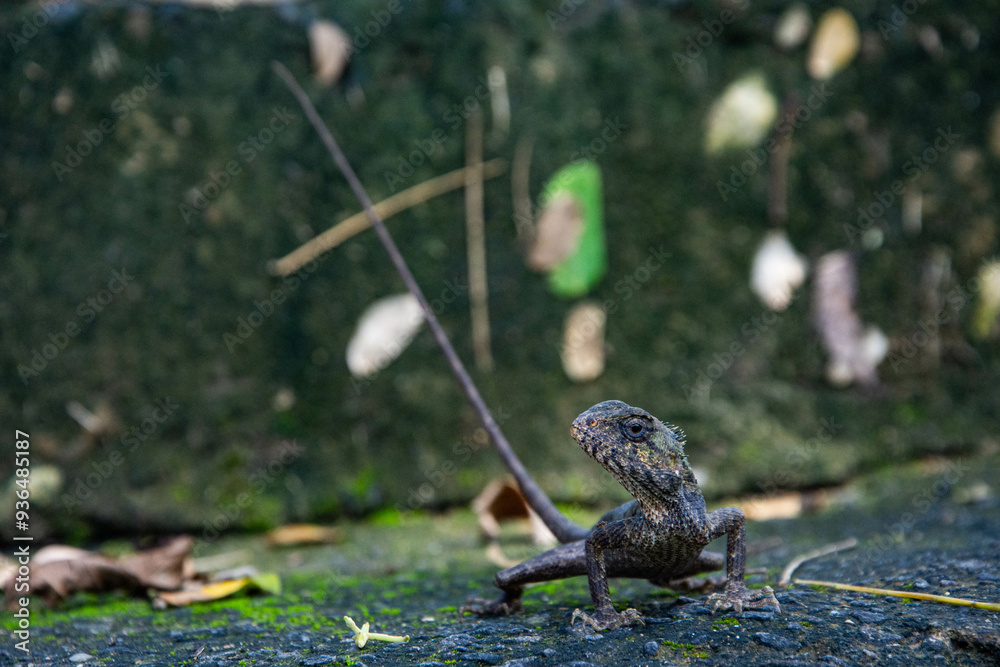 Fototapeta premium lizard on a ground