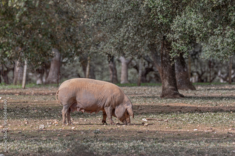 Iberian pig eating in the pasture, breed pig Iberian pig eating in the pasture, breed pig