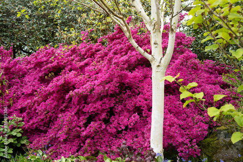 close-up of Betula utilis subsp. jacquemontii, West Himalayan birch
