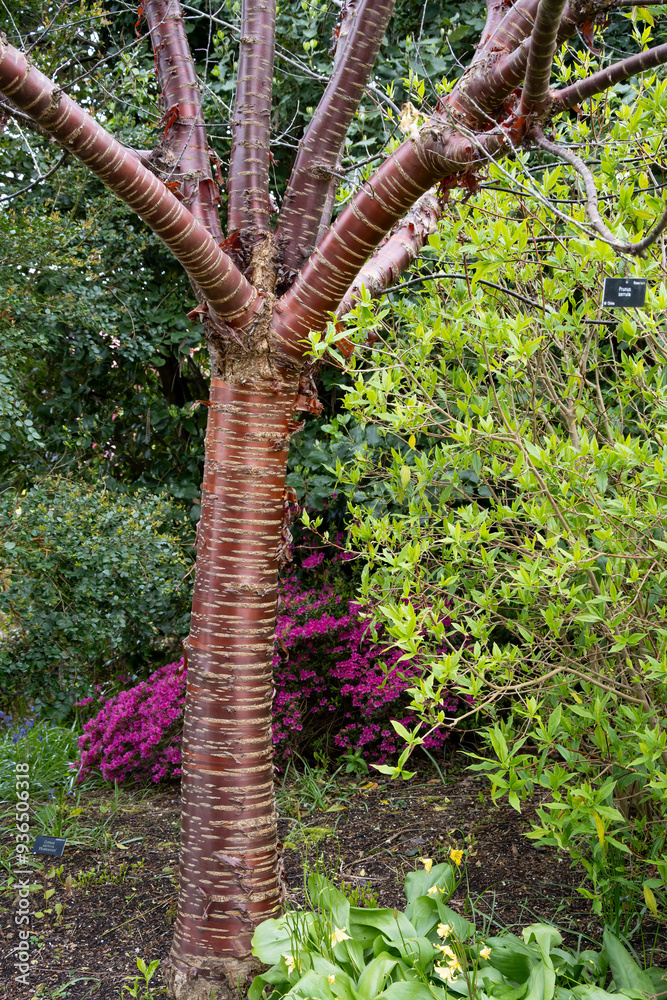 Fototapeta premium close-up of a Prunus serrula, Tibetan cherry, birch-bark tree, ornamental cherry, Prunus tibetica, Prunus serrula var. tibetica