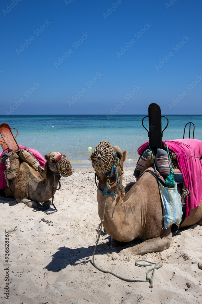 Fototapeta premium Camels relaxing on a beach, Djerba, Tunisia