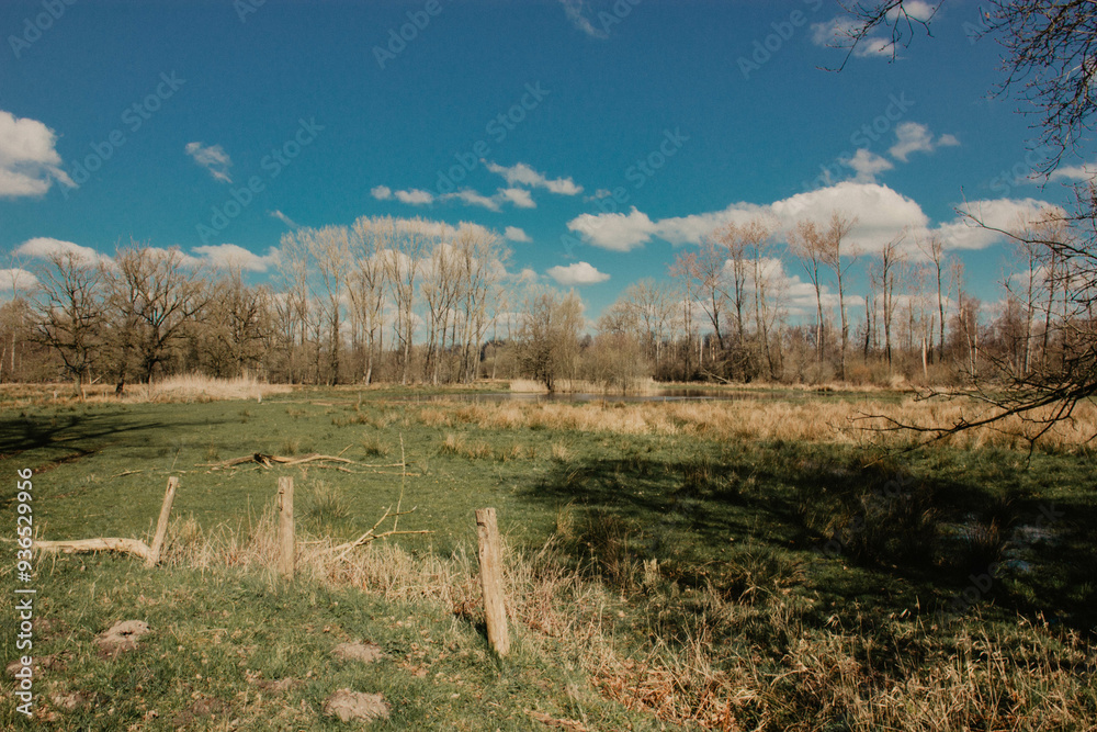 forest in the spring