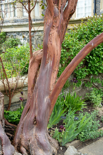 close-up of an Arbutus x andrachnoides (Red Barked Strawberry Tree) photo