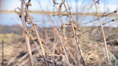 Dried up reeds by the river