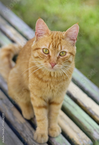 portrait of a cat