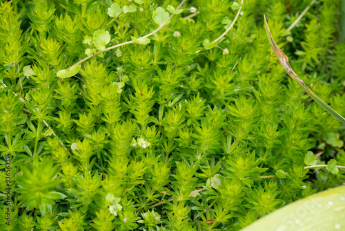 close-up of Phuopsis stylosa, the Caucasian crosswort or large-styled crosswort photo