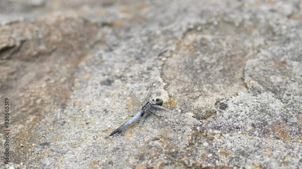 A male Spangled Skimmer (Libellula cyanea). Spangled skimmer dragonfly