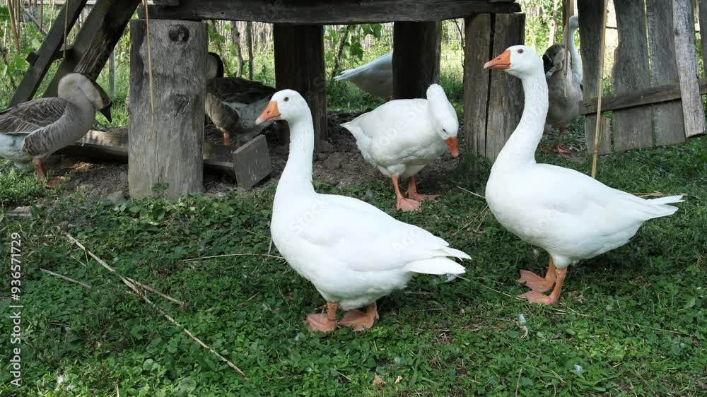 Flock of white goose standing in the natural surrounded. White goose taking a walk on meadow in the farm. Flock of white goose standing in the natural surrounded. White goose taking a walk on meadow in the farm.
