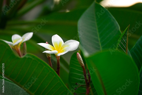 White Frangipani flowers 