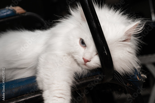 white Turkish Angora Cat
