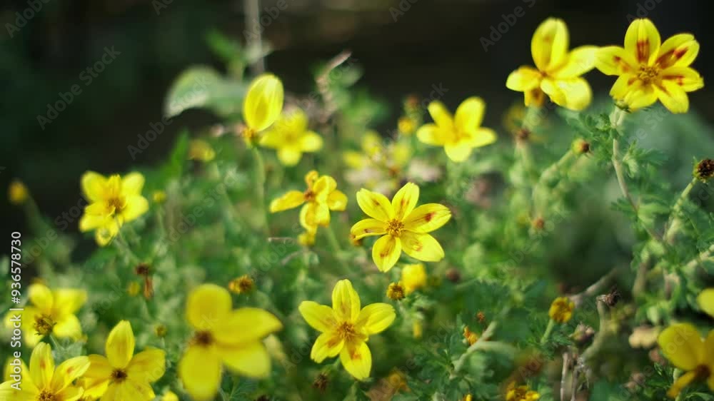 Yellow goldmarie flowers or Bidens ferulifolia in a pot. Floral background. Bidens ferulifolia plant with beautiful flowers (Goldmarie). Daisy family Yellow goldmarie flowers or Bidens ferulifolia in a pot. Floral background. Bidens ferulifolia plant with beautiful flowers (Goldmarie). Daisy family