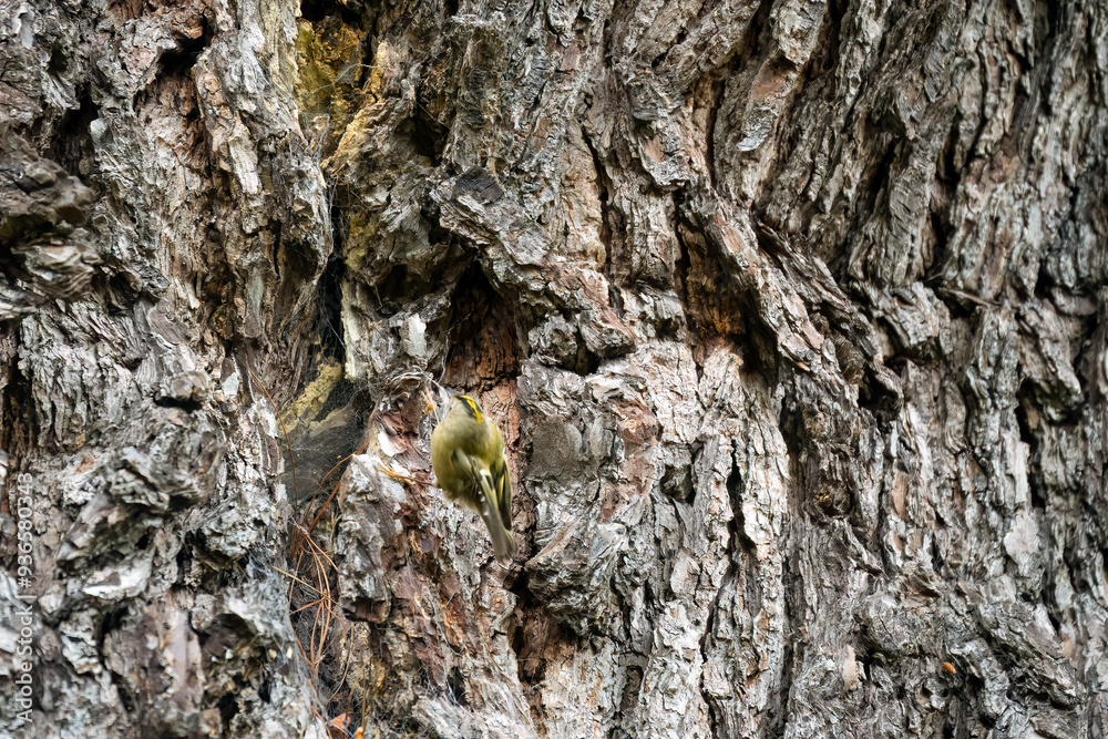 a goldcrest (Regulus regulus) hunting insects on an aged oak tree trunk a goldcrest (Regulus regulus) hunting insects on an aged oak tree trunk